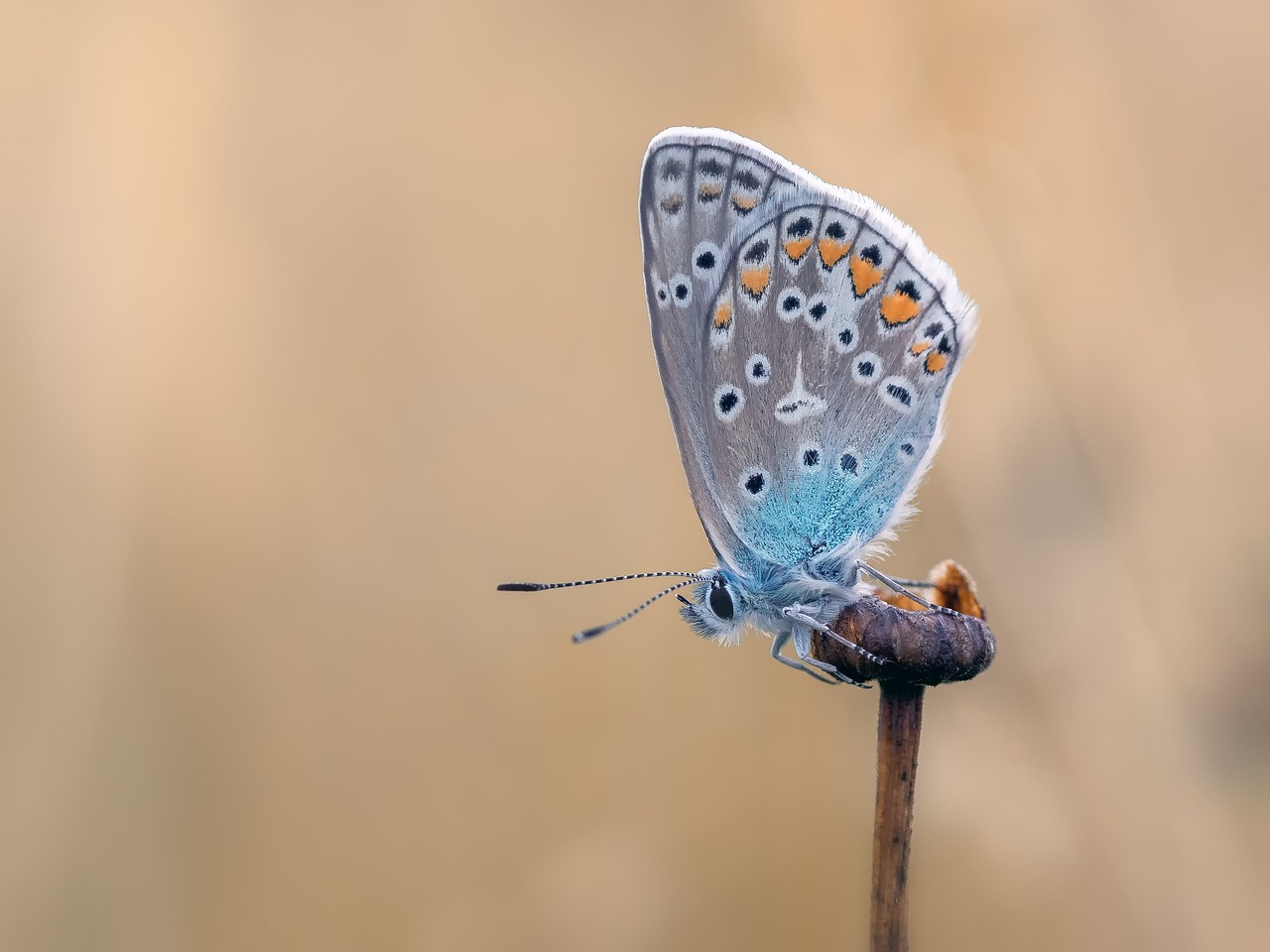 Growing a Butterfly Garden: Plant Choices and Tips